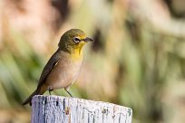 Orange River White-eye (Zostérops gris-vert) Fish River Canyon