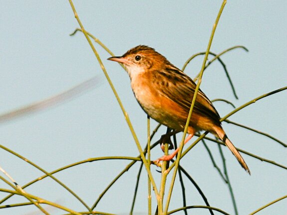 Cisticolidés (Cisticoles et prinias)