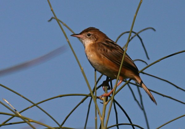 Cisticolidés (Cisticoles et prinias)