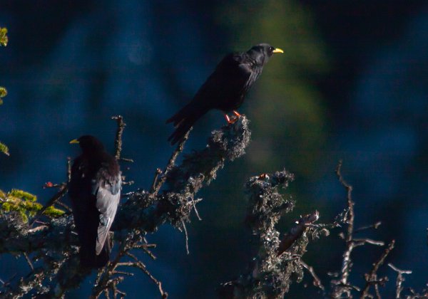 Corvidés (Corbeaux et geais)