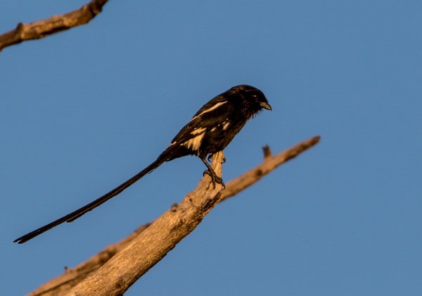 Laniidés (Corvinelles, pie-grièches)