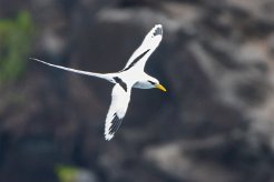 Phaéton à bec jaune La Réunion