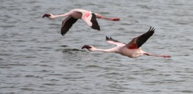 Lesser Flamingo (Flamant nain) Lesser Flamingo (Flamant nain)