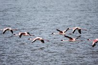 Lesser Flamingo (Flamant nain) Lesser Flamingo (Flamant nain)