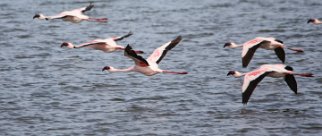 Lesser Flamingo (Flamant nain) Lesser Flamingo (Flamant nain)