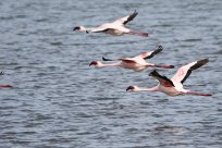 Lesser Flamingo (Flamant nain) Lesser Flamingo (Flamant nain)