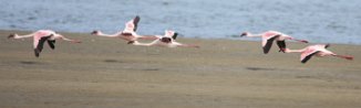 Lesser Flamingo (Flamant nain) Walvis bay