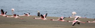 Lesser Flamingo (Flamant nain) Walvis bay