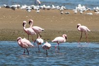 Lesser flamingo (Flamand nain) Walvis Bay