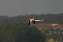 flamand_rose_04