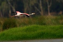 flamand_rose_06