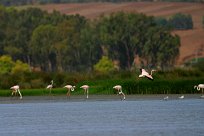 flamand_rose_07