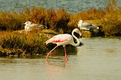 flamand_rose_08-2 null