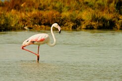 flamand_rose_09-2 null