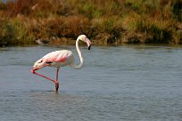 flamand_rose_09