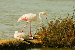 flamand_rose_10-2 null