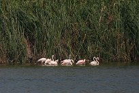 flamand_rose_12