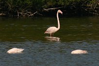 flamand_rose_16