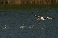 flamand_rose_17