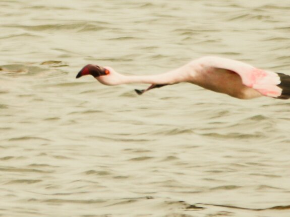 Flamants nains