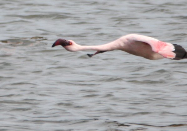 Flamants nains