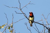 Black-collared Barbet (Barbican à collier) Chief Island