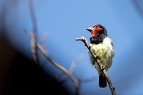 Black-collared Barbet (Barbican à collier) Chief Island