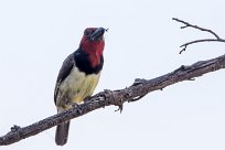 Black-collared Barbet (Barbican à collier) Chief Island