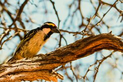 Acacia Pied Barbet (Barbican pie)_737A1902-2 null