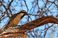 Acacia Pied Barbet (Barbican pie) Kalahari