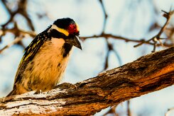 Acacia Pied Barbet (Barbican pie)_737A1904-2 null