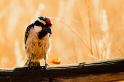Acacia Pied Barbet (Barbican pie)_737A1906-2 null