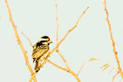 Acacia pied barbet (Barbican pie)-737A0347-2 null