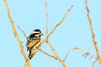 Acacia pied barbet (Barbican pie) Otjiwarongo - Namibie