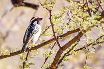 Acacia pied barbet (Barbican pie) Waterberg - Namibie