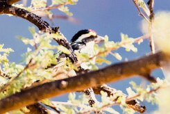 Acacia pied barbet (Barbican pie)-737A0495-2 null