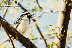 Acacia pied barbet (Barbican pie)-737A0648-2 null