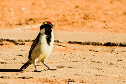 Acacia pied barbet (Barbican pie)-737A0652-2 null
