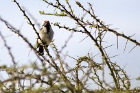 Acacia pied barbet (Barbican pie) Acacia pied barbet (Barbican pie)