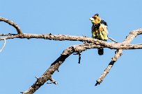 Crested Barbet (Barbican promépic) Chief Island