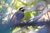 Crested Barbet (Barbican promépic) Chief Island