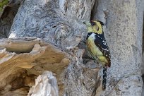 Crested Barbet (Barbican promépic) Chief Island