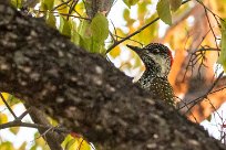 Golden-tailed woodpecker (Pic à queue dorée) Mushara bush camp - Namutoni - Etosha - Namibie