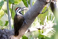 Bearded Woodpecker (Pic barbu) Chief Island