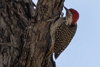 Cardinal Woodpecker (Pic cardinal) Cardinal Woodpecker (Pic cardinal)