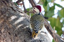 Bennett's Woodpecker (Pic de Bennett) Chief Island