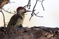 Bennett's Woodpecker (Pic de Bennett) Chief Island