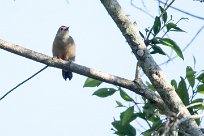 Carpintero de Hoffmann (Pic de Hoffmann) Chirripo - Costa Rica