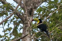 Tucan piquiverde (Toucan à carène) Turrialba - Costa Rica