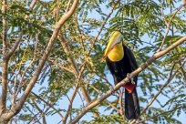 Tucán pechigualdo (Toucan tocard) Golfo Dulce - Costa Rica